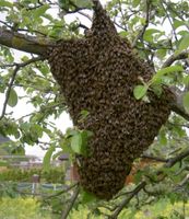 Bienenschwarm, Imker Sachsen - Tharandt Vorschau