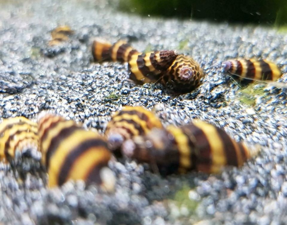 aquarium schnecken helena in Esens