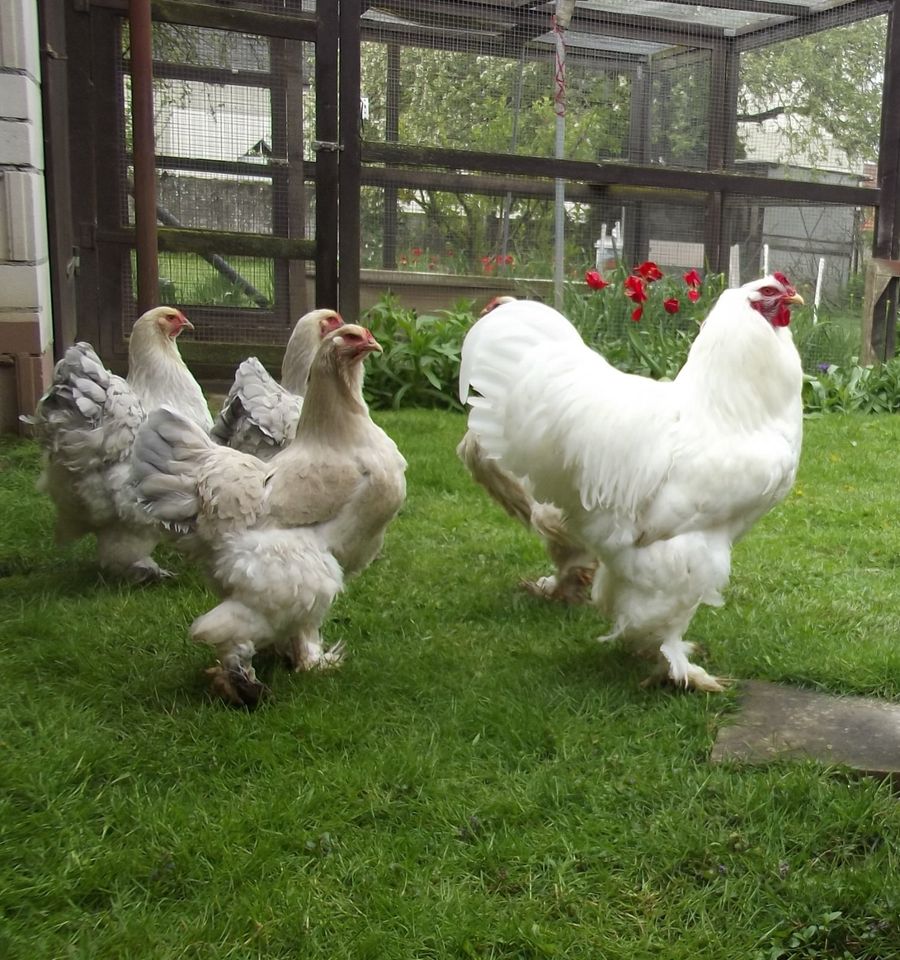 Brut eier von großen Brahma -Hahn weiß-Hennen isabell u. mottled in Waldbüttelbrunn