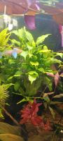 ☘️Schismatoglottis prietoi, Wasserpflanze, Aquariumpflanze / 3€*☘ Rheinland-Pfalz - Minfeld Vorschau