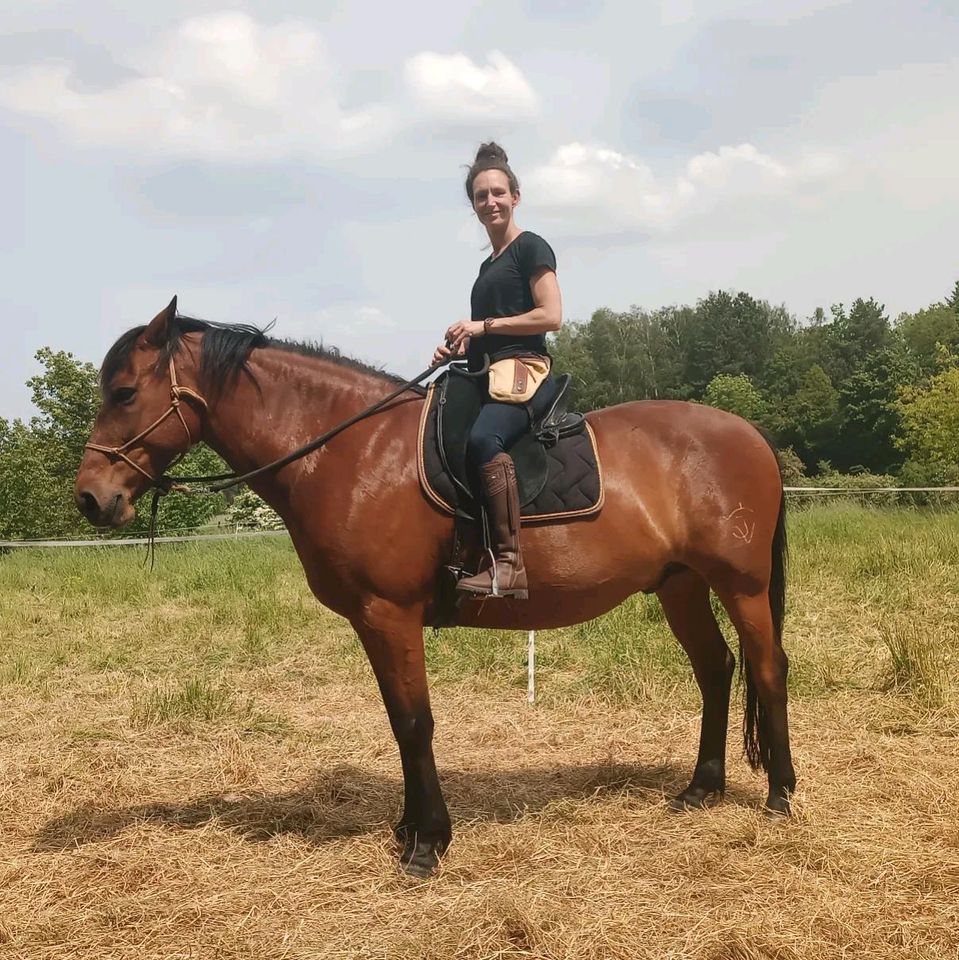 Horsemanship Kurs bei dir am Stall Bodenarbeit Unterricht in Würzburg