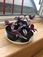 Zebrakraut Ableger ~ Tradescantia Zebrina ~ Pflanze Mitte - Wedding Vorschau