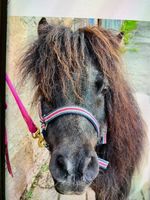 Minishetty - erster Kontakt mit Ponies Bayern - Sachsen bei Ansbach Vorschau