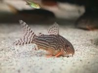 Corydoras Sterbai Panzerwels 2,50 € ab 10 Stück Nordrhein-Westfalen - Senden Vorschau