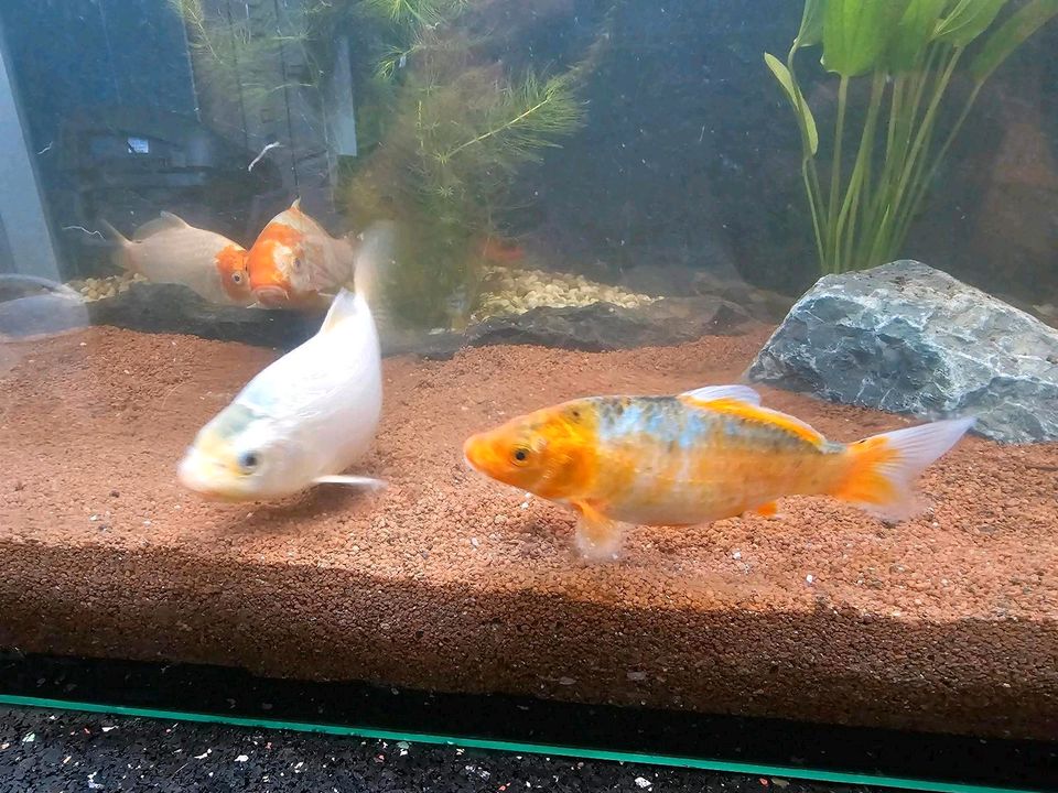 Japan KOI Nachwuchs Aufzucht Karpfen Beautys Showa Shusui Chagoi in Rodenbach b. Altenkirchen, Westerwald