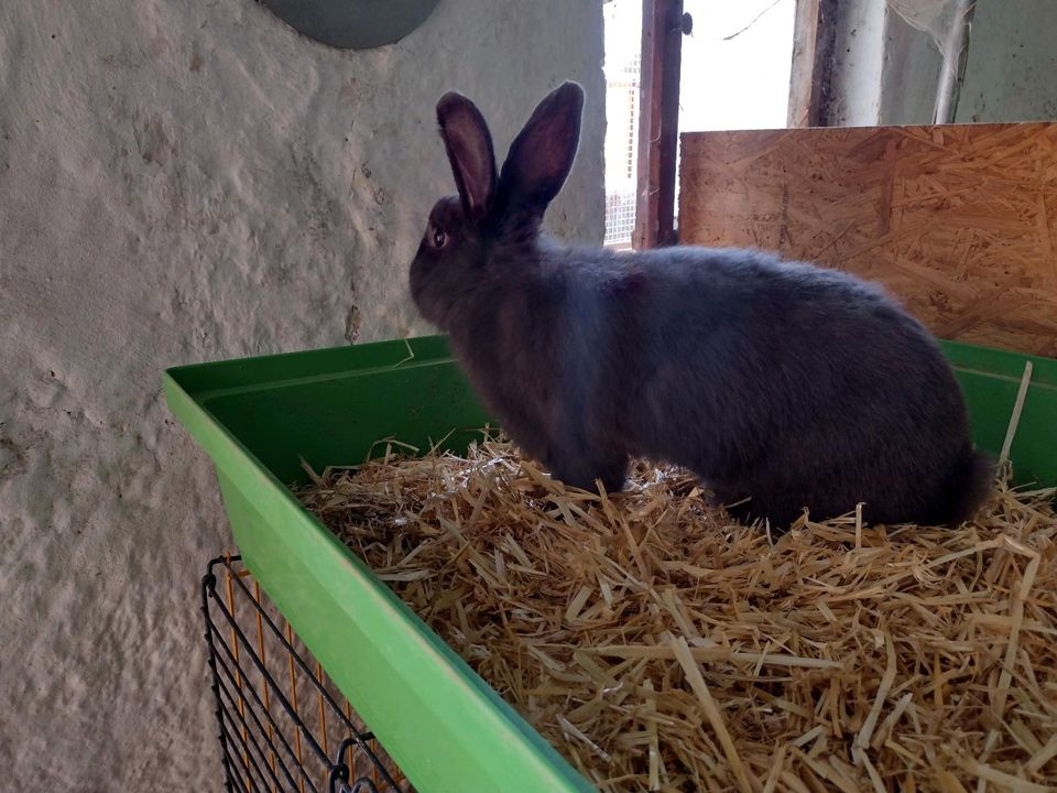 Kaninchen suchen Zuhause in Dischingen