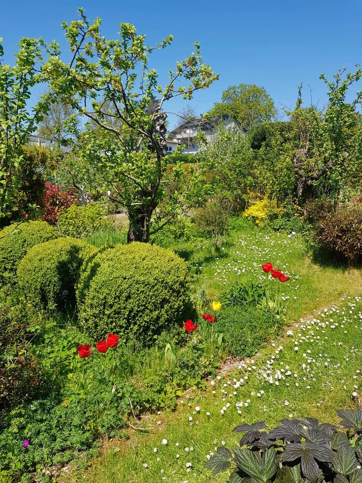 Kleingarten in Binz in Stralsund