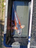 Koi Shusui ca. 60cm, 5 Jahre alt, von klein auf kalt überwintert Sachsen-Anhalt - Magdeburg Vorschau