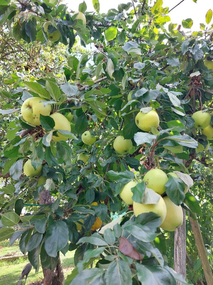 Apfelsaft 5l in Bag-in-Box Beuteln naturtrüb ungespritzt in Rehau