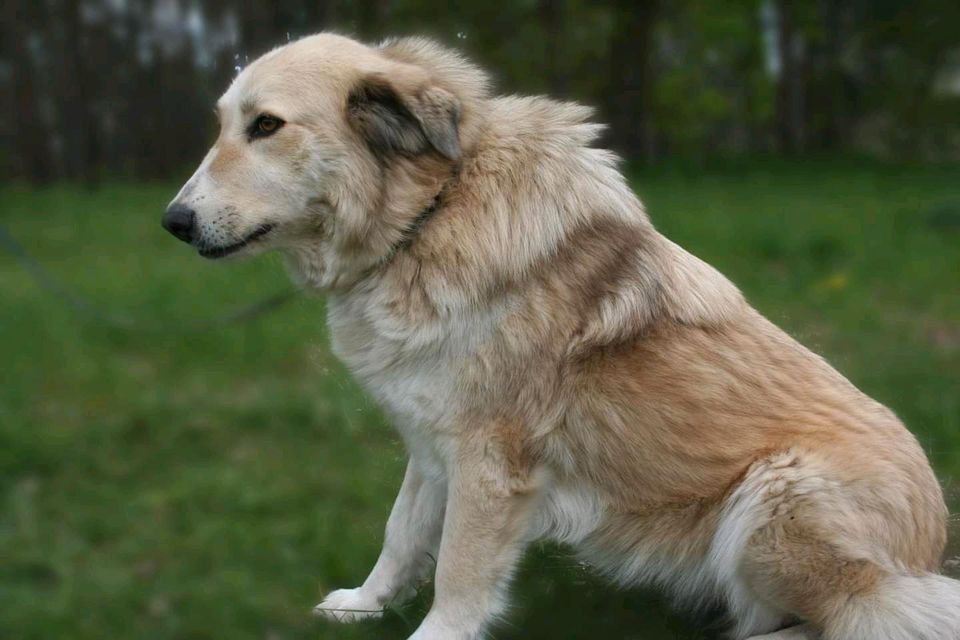 Heidi sucht ein XL Körbchen in Salzwedel