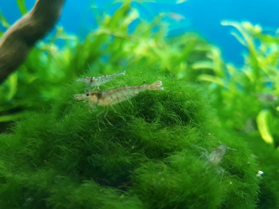 Caridina Sulawesi-Inlandsgarnelen in Bochum