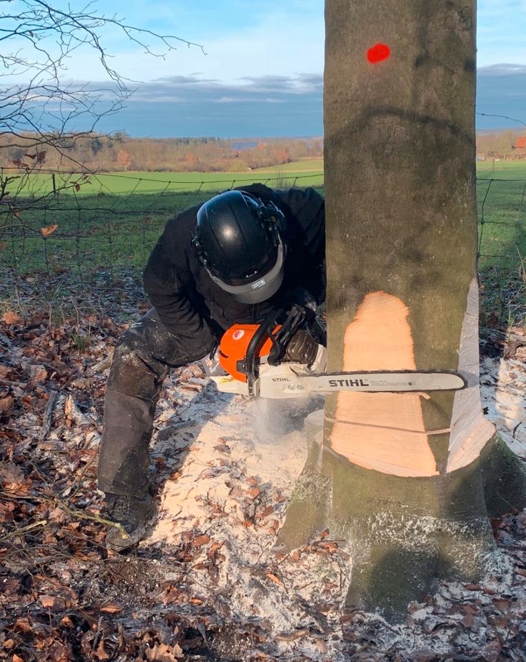 Baumpflege Baumfällung Hubarbeitsbühne Seilklettertechnik SKT B in Büchen