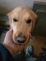 Golden Retriever  2 jahren  Alt. Baden-Württemberg - Hechingen Vorschau