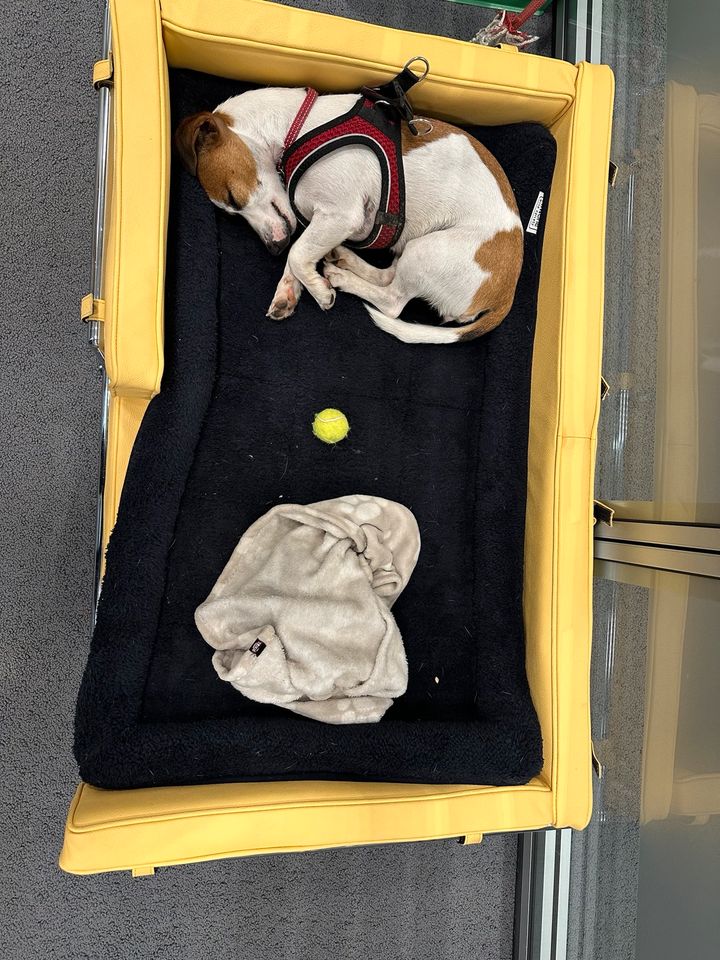Designer Hunde/Katzen  Couch/Bett in Leder in Dresden