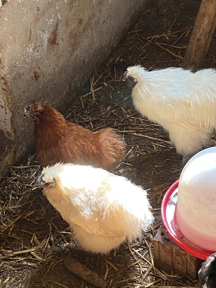2 Hähne 5 Hühner und 3 Küken (Seidenhühner) in Löhne