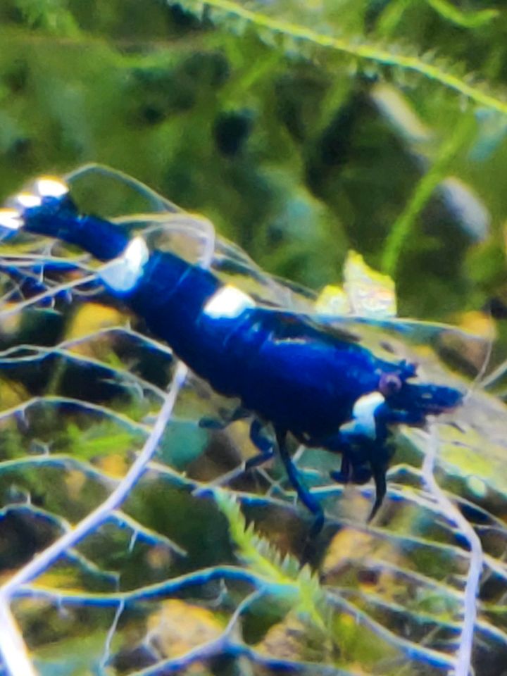 Blaue Floridakrebs (Procambarus alleni) in Delbrück