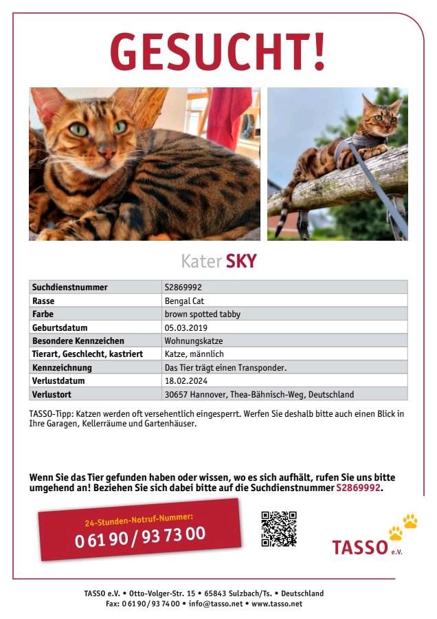 Katze Kater Bengalkatze Bengal Kater vermisst entlaufen gesucht in Hannover