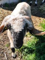 Walliser Schwarznasen Bock Bayern - Nabburg Vorschau