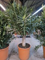 SALE: Premium Nerium Oleander mit XXL Stamm ca. 2m Nordrhein-Westfalen - Nordkirchen Vorschau