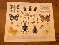 Chromlithografie Zuchtwahl Insekten 1892-1920 Leipzig - Leipzig, Zentrum Vorschau