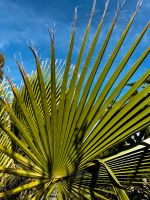 Washingtonia robusta Palmen, frostverträglich, nicht winterhart Thüringen - Straußfurt Vorschau