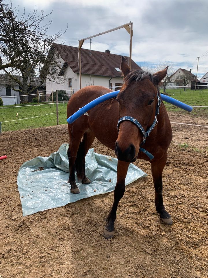 Pflegebeteiligung für Quarter Horse Wallach gesucht in Buchen (Odenwald)