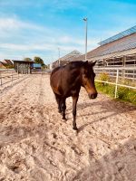 Reitbeteiligung für Ponystute gesucht Bergedorf - Kirchwerder Vorschau