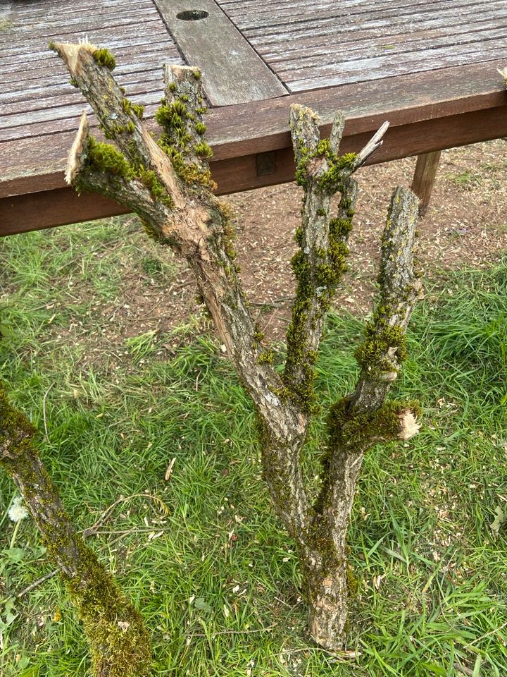 Baumstamm Holzstamm Ast Holzdekoration Terrarium in Lebach