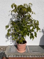 Avocado Baum Garten Pflanze ca. 210 hoch inkl. Topf mediterran Bayern - Ingolstadt Vorschau