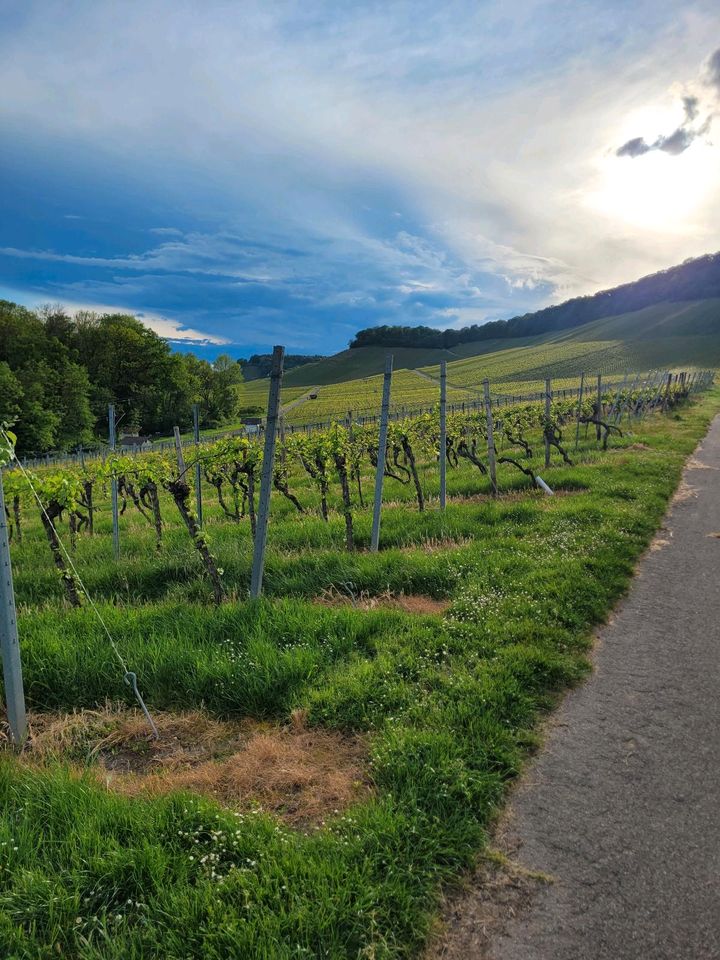 SUCHE Weinberg zum Kauf Nordheim, Nordhausen, Hausen, Lauffen in Leingarten