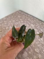 Alocasia bambino rhizom/babypflanze Berlin - Spandau Vorschau
