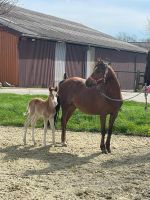 Welsh b x Reitpony - Hengst - geb. 04/24 - EM ca 140 cm Nordrhein-Westfalen - Zülpich Vorschau