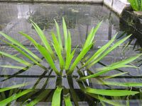 Schwimmpflanzen Krebsscheren Teichpflanzen Unterwasserpflanzen Brandenburg - Hohenbocka Vorschau