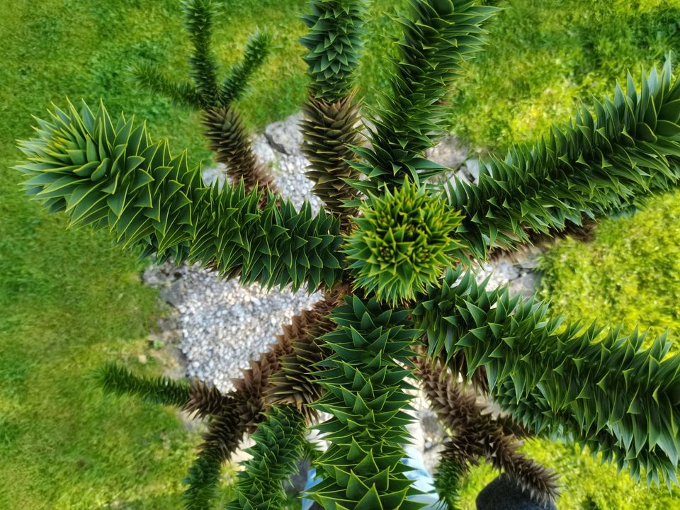 Araucaria araucana, Andentanne Affenbaum Schmucktanne 155 cm hoch in Hörselberg-Hainich