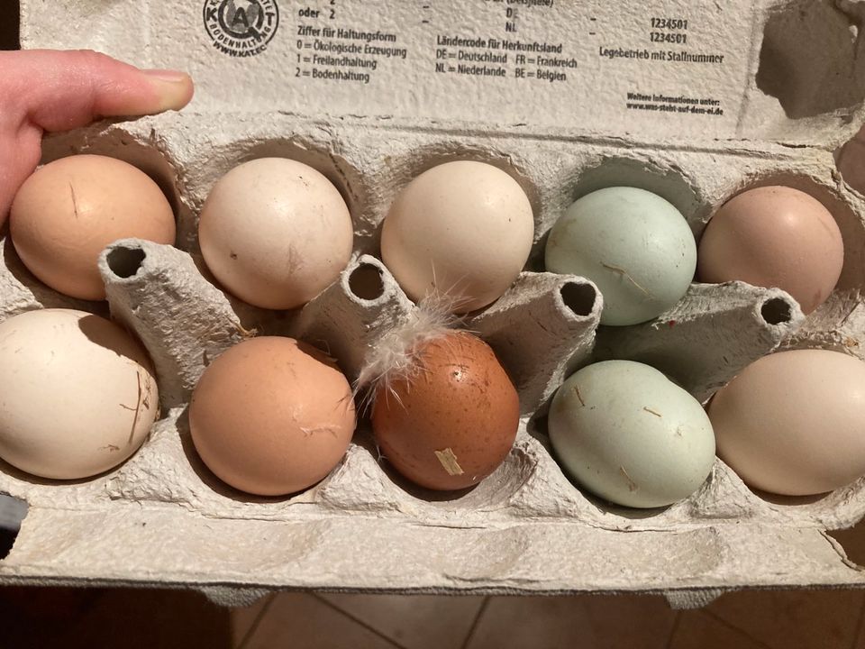 frische Eier von glücklichen Hühnern in Willenscharen