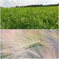 BIO Betrieb sucht Grünland, Ackerland, Wald, Landw. Gebäude Mecklenburg-Vorpommern - Brunn bei Neubrandenburg Vorschau