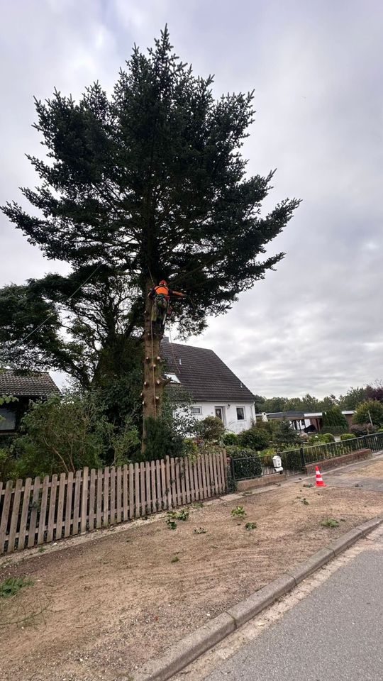 Gartenarbeit alle Arten , Hecke schneiden , Grundstück pflegen in Bad Oldesloe