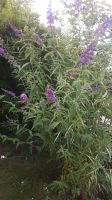 Sommerflieder, Schmetterlingsflieder Buddleja lila Blühstrauch Bayern - Freising Vorschau