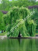 Gelbe Trauerweiden Baum 175-200 cm Baden-Württemberg - Weil im Schönbuch Vorschau