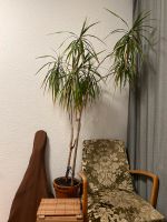 Yucca Palme (ca. 1,5m hoch) in Tontopf Friedrichshain-Kreuzberg - Kreuzberg Vorschau