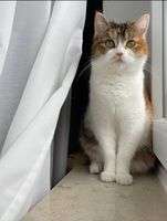 Dreifarbige Katze vermisst Niedersachsen - Sehnde Vorschau