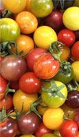 Tomaten Samen Paket Baden-Württemberg - Göppingen Vorschau