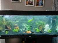 Aquarium  juwel 240l Rheinland-Pfalz - Winkelbach Vorschau