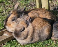 2 Löwenkopf Kaninchen Nordrhein-Westfalen - Löhne Vorschau