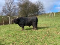 Highland Cattle, Hochlandrind, Bulle Nordrhein-Westfalen - Hennef (Sieg) Vorschau