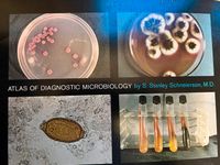 Atlas of Diagnostic Microbiology Niedersachsen - Isernhagen Vorschau