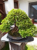 Bonsai Azalee Rheinland-Pfalz - Haßloch Vorschau