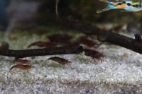 Red Fire Garnelen (Neocaridina Davidi) abzugeben Baden-Württemberg - Dietingen Vorschau