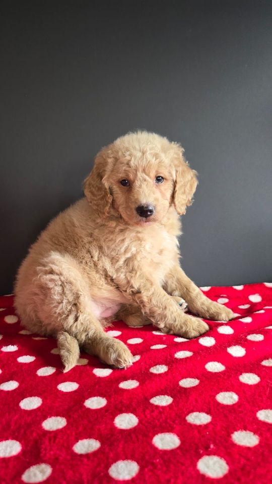 Goldendoodle Medium (Golden Retriever X Pudel) Doodle in Westfehmarn