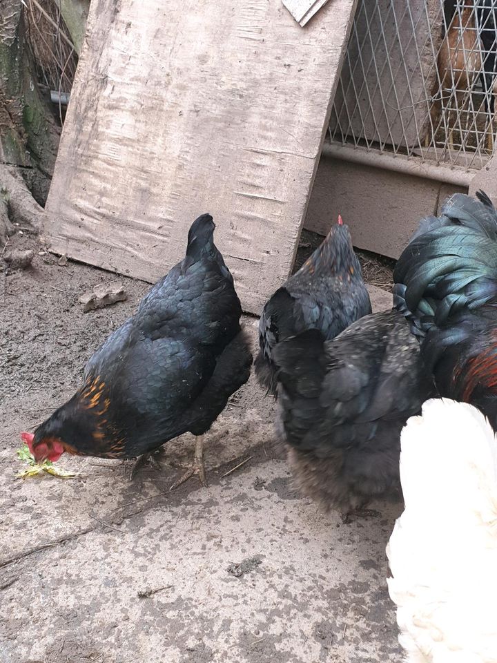 Huhn Hühner in Neuss